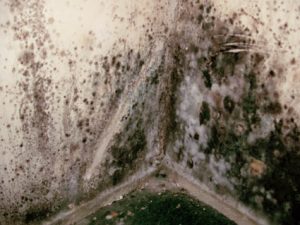 mold-removal