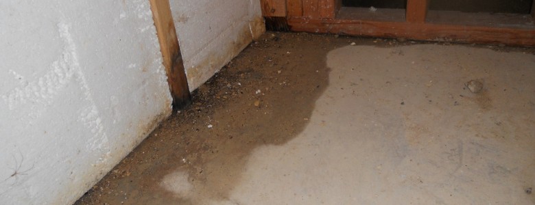 Mold removal Archives - AquaGuard Waterproofing