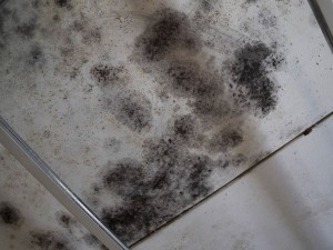 Mold on Basement Ceiling | Waldorf, MD
