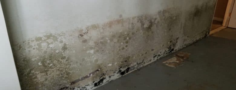 black-mold-walls-beltsville-md-aquaguard-waterproofing